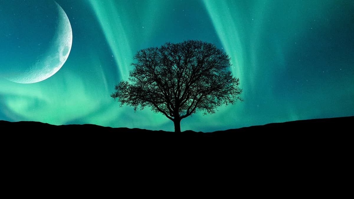 A silhouetted tree under a large moon and green night sky lights.