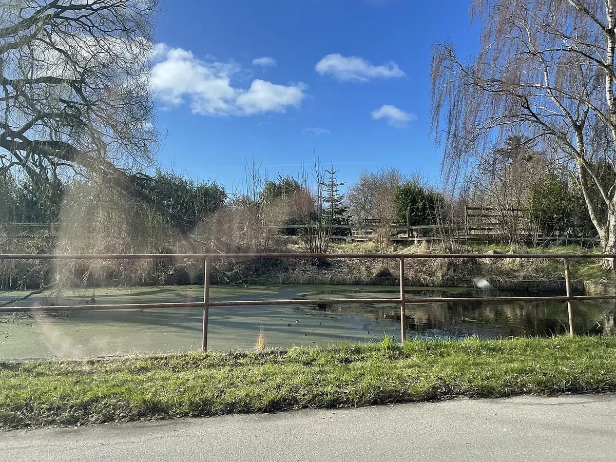 A village pond surrounded by grass and trees on a sunny day.